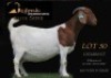 1 X BOER GOAT PREGNANT STUD DOE Shongololo Boerbok Stoet 1563