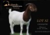 1 X BOER GOAT PREGNANT STUD DOE Shongololo Boerbok Stoet 1563