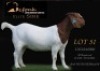 1 X BOER GOAT FLOCK DOE Shongololo Boerbok Stoet 1563