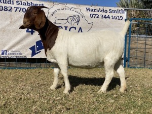 1 X BOERBOK OOI/EWE KARSTEN BOERBOKKE - POTENSIEEL STOET