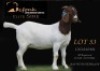 1 X BOER GOAT FLOCK ON TEAT DOE Shongololo Boerbok Stoet 1563
