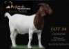 1 X BOER GOAT PREGNANT FLOCK ON COLOUR DOE Shongololo Boerbok Stoet 1563