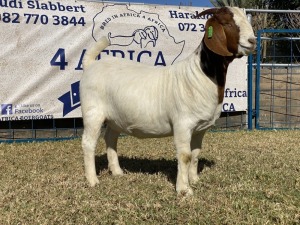 1 X BOERBOK OOI/EWE KARSTEN BOERBOKKE - KUDDE/SPEEN