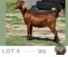 1 X KALAHARI RED DOE Adams Farming
