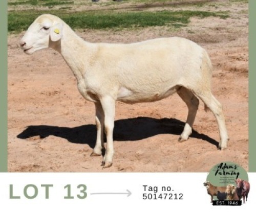 1 X MEAT MASTER EWE Adams Farming