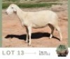 1 X MEAT MASTER EWE Adams Farming