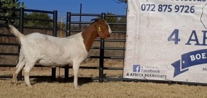 1 X BOERBOK OOI/EWE JACQUES PRETORIUS - KUDDE