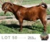 1 X KALAHARI RED BUCK Adams Farming