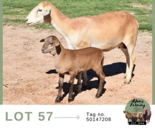 1 X MEAT MASTER EWE & LAMB Adams Farming