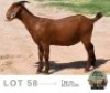 1 X KALAHARI RED DOE Adams Farming