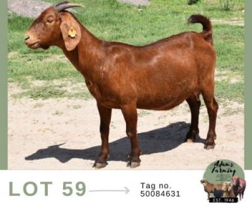 1 X KALAHARI RED DOE Adams Farming