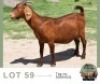1 X KALAHARI RED DOE Adams Farming