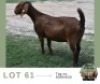 1 X KALAHARI RED DOE Adams Farming