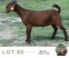 1 X KALAHARI RED DOE Adams Farming
