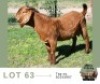 1 X KALAHARI RED BUCK Adams Farming