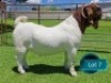 1 X BOER GOAT FLOCK ON TEAT BUCK Lukas Burger Boerbok Stoet