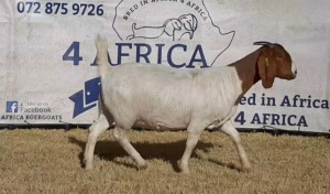 1 X BOERBOK OOI/EWE JACQUES PRETORIUS - KUDDE