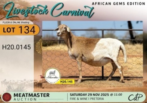 1 X MEATMASTER EWE Silvretta Meatmasters