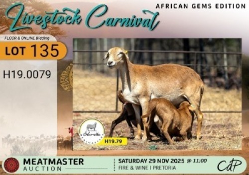 1 X MEATMASTER EWE Silvretta Meatmasters
