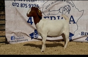 1 X BOERBOK OOI/EWE JACQUES PRETORIUS - KUDDE