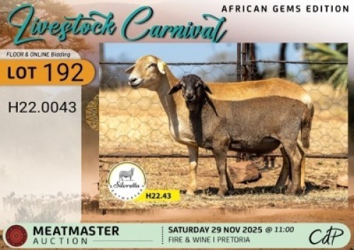 1 X MEATMASTER EWE Silvretta Meatmasters