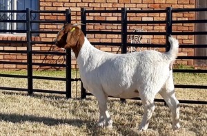 1 X BOERBOK OOI/EWE JACQUES PRETORIUS - KUDDE