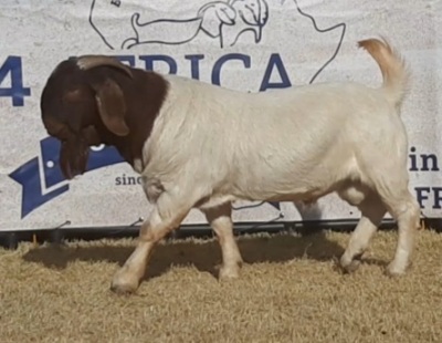 1 X BOERBOK RAM JACQUES PRETORIUS - KUDDE/SPEEN