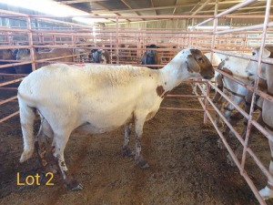 LOT 2 1X MEATMASTER OOI/EWE OSVLEY MEATMASTERS