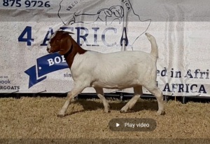 1 X BOERBOK OOI/EWE JACQUES PRETORIUS - KUDDE