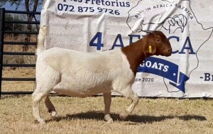 1 X BOERBOK OOI/EWE JACQUES PRETORIUS - KUDDE