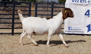 1 X BOERBOK OOI/EWE JACQUES PRETORIUS - KUDDE