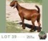 1 X KALAHARI RED DOE Adams Farming