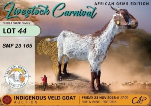 1 X CAPE SPECKLED PREGNANT DOE Sine Metu Farming