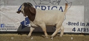 1 X BOERBOK RAM JACQUES PRETORIUS - KUDDE