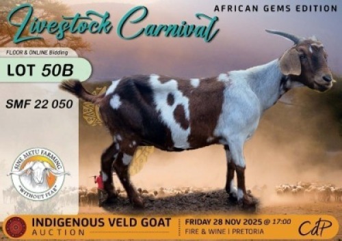 1 X CAPE LOB EAR DOE Sine Metu Farming