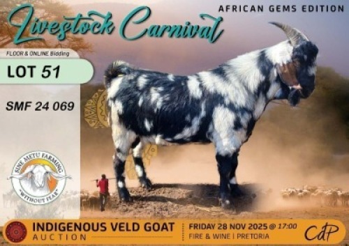 1 X CAPE LOB EAR BUCK Sine Metu Farming