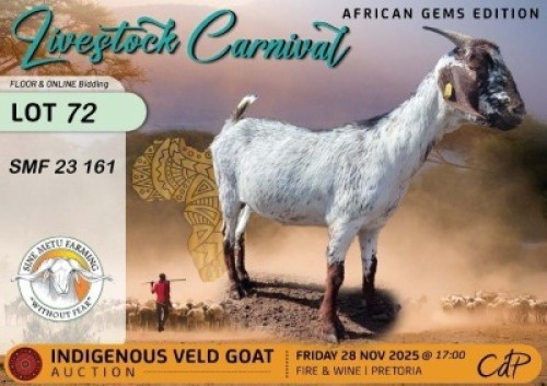 WITHDRAWN - 1 X CAPE SPECKLED DOE Sine Metu Farming
