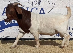 1 X BOERBOK RAM JACQUES PRETORIUS - KUDDE