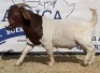 1 X BOERBOK RAM JACQUES PRETORIUS - KUDDE