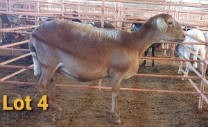 LOT 4 1X MEATMASTER OOI/EWE OSVLEY MEATMASTERS