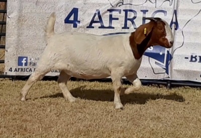 1 X BOERBOK OOI/EWE JACQUES PRETORIUS - STOET