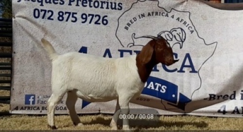 1 X BOERBOK OOI/EWE JACQUES PRETORIUS - KUDDE