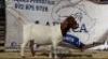 1 X BOERBOK OOI/EWE JACQUES PRETORIUS - KUDDE