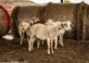 5+1 X SHEEP FEMALE Wolmar Bosvelders