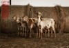 5+4 X SHEEP FEMALE Wolmar Bosvelders