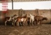 4 X SHEEP FEMALE Wolmar Bosvelders