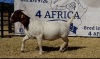 1 X BOERBOK OOI/EWE JACQUES PRETORIUS - STOET