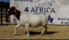 1 X BOERBOK OOI/EWE JACQUES PRETORIUS - STOET