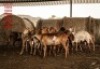 7+1 X SHEEP FEMALE Wolmar Bosvelders