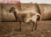 1 X SHEEP MALE Wolmar Bosvelders